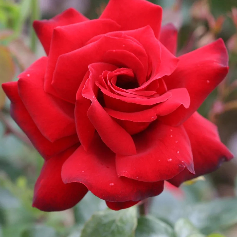 Roses by Tea Gallon Heirloom Black Hybrid Rose One Beauty® Own-Root