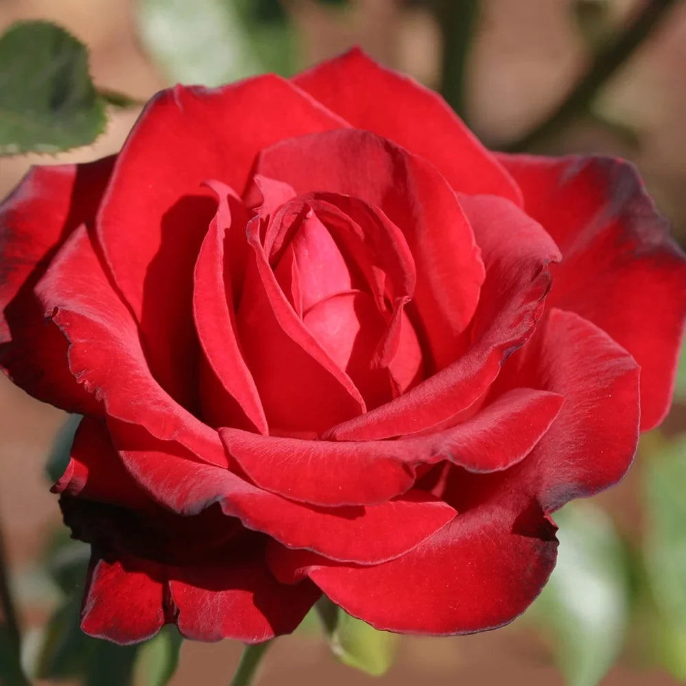 Roses by Tea Gallon Heirloom Black Hybrid Rose One Beauty® Own-Root