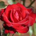 Roses by Tea Gallon Heirloom Black Hybrid Rose One Beauty® Own-Root
