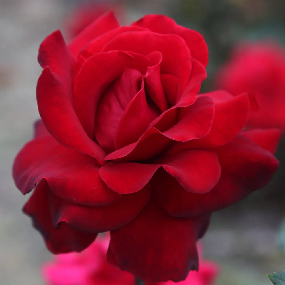 Roses by Tea Gallon Heirloom Black Hybrid Rose One Beauty® Own-Root
