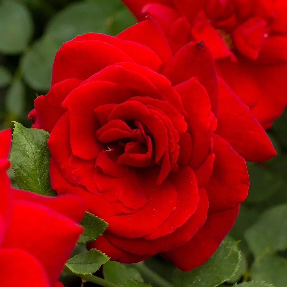 Roses by Tea Gallon Heirloom Black Hybrid Rose One Beauty® Own-Root