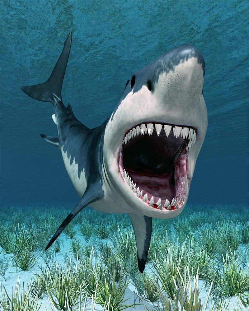 Sailing Ocean Shower Underwater Birthday Girls Props Baby Photo Party Studio Background Shark Happy Grass Décor for Photography Boys ABPHOTO Polyester Cartoon Backdrop Green Aquarium 5x7ft World