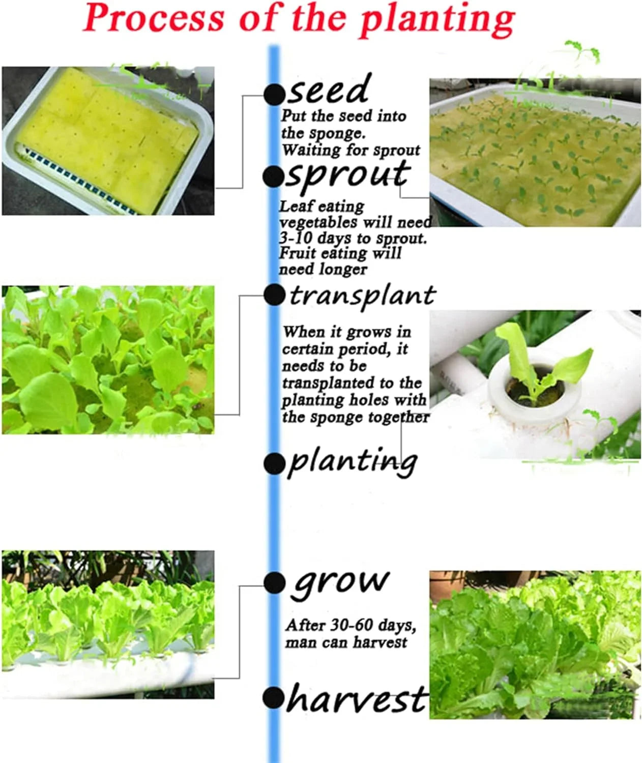 Plant Vegetable Grow Hydroponic System Sites Pipeline 54 Machine Growing